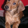 Bimbeau, Baby von Wilma