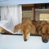 Elsa, Wilma (Lionhill Azisa), Chilolo Pakita