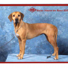 Elsa, im Alter von fast 10 J.