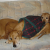 Pakita, Elsa, Wilma