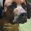 Maxwood Dante of Glenaholm und Sandy, Dinos Mama