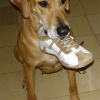 Wilma (Lionhill Azisa) beim Apportieren